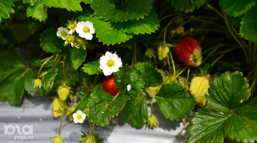  &copy;&nbsp;Фото Елены Синеок, Юга.ру