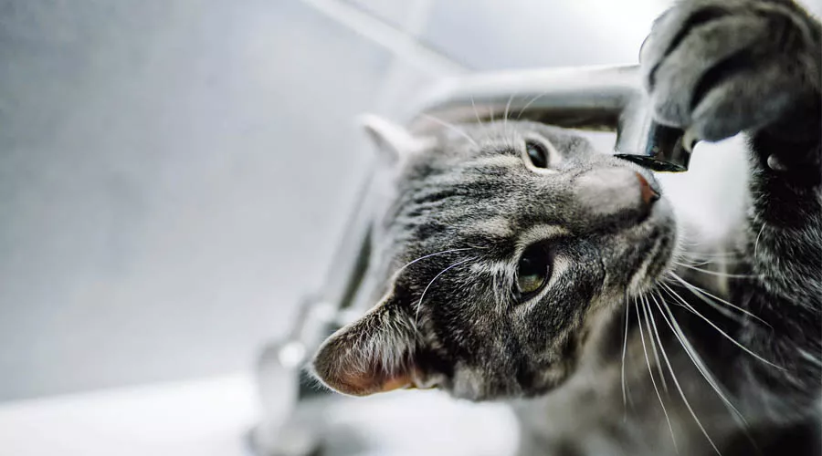  &copy;&nbsp;Фото Kazuky Akayashi, unsplash.com