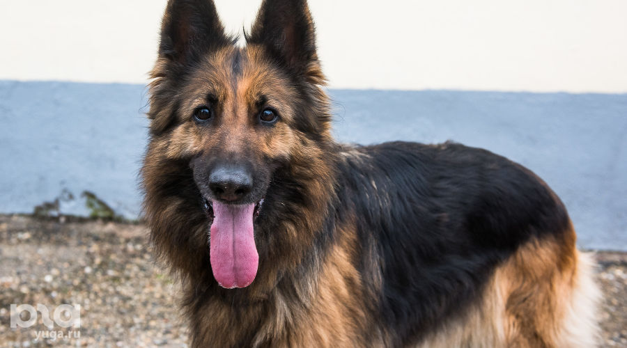 Собака &copy;&nbsp;Фото Елены Синеок, Юга.ру