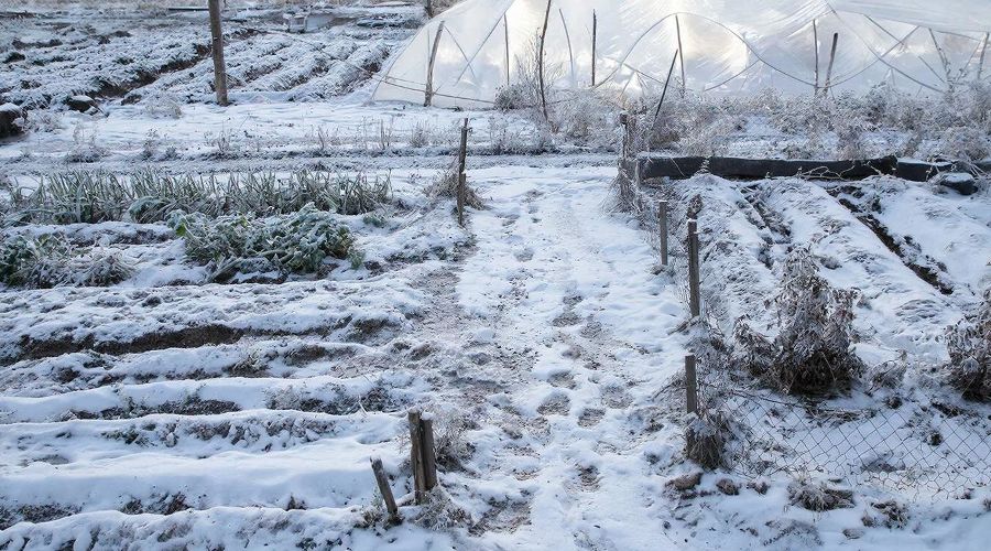 зимний огород &copy;&nbsp;Сгенерировано с помощью нейросети Gigachat