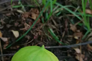  &copy;&nbsp;Фото пресс-службы нацпарка Сочи