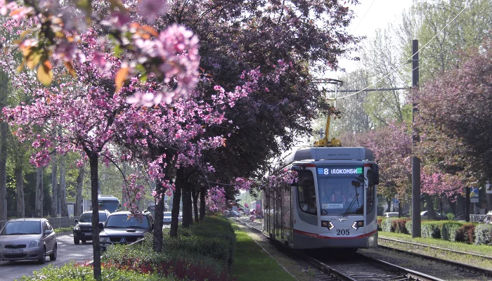 Цветение яблонь на улице Ставропольской в районе КубГУ &copy;&nbsp;Фото Марины Солошко, Юга.ру