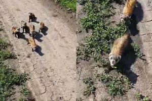  &copy;&nbsp;Скриншоты из телеграм-канала &laquo;Краснодаркрайохота&raquo; https://t.me/gbu_kk_krasnodarkraioxota/603