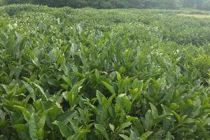  © Фото Юга.ру