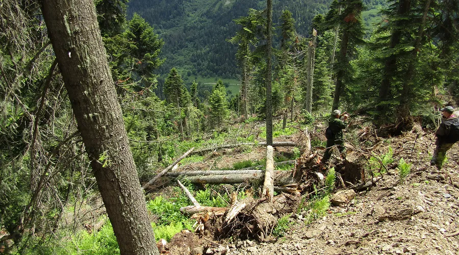 Вырубка леса в Архызском участковом лесничестве Карачаево-Черкесской Республики &copy;&nbsp;Фото предоставлено пресс-службой Всемирного фонда дикой природы России