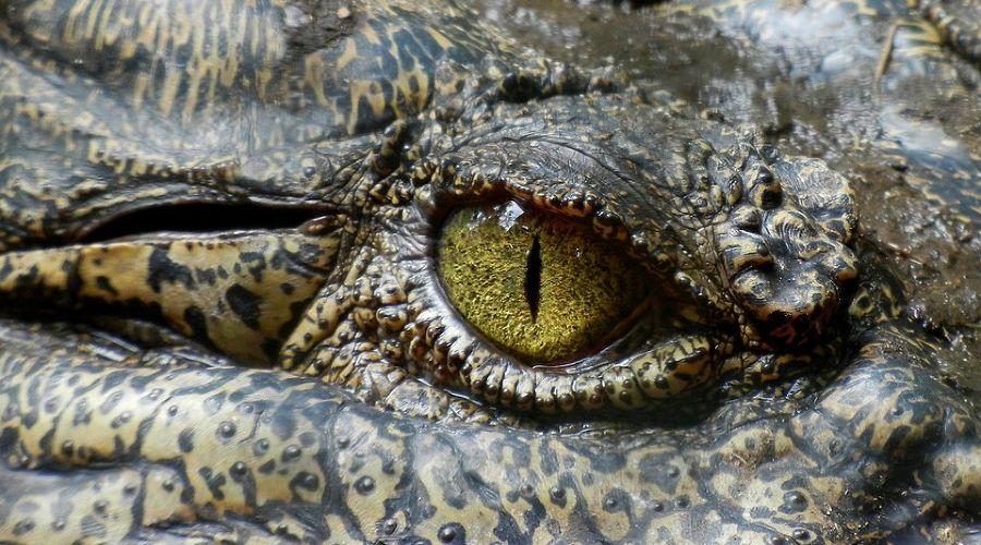  © Фото с сайта pixabay.com