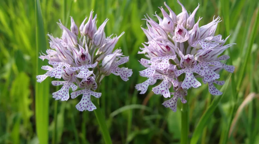 Яртышник трехзубчатый &copy;&nbsp;Фото Анны Бескровной, предоставлено пресс-службой МГТУ