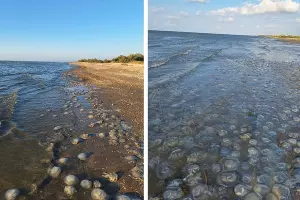  &copy;&nbsp;Скриншот фото с сайта ВНИРО