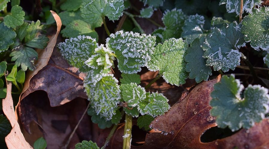  © Фото с сайта pixabay.com