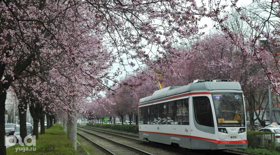 Сакура у трамвайных рельсов: на улице Ставропольской в Краснодаре расцвели сливы «писсарди»