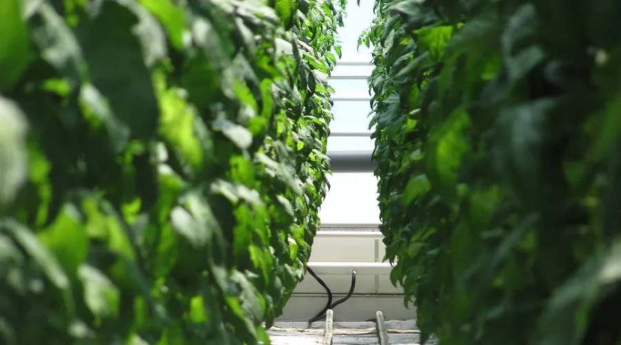  &copy;&nbsp;Фото с сайта pixabay.com