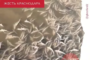  &copy;&nbsp;Скриншот видео из телеграм-канала &laquo;Жесть Краснодара и края&raquo;, t.me/ghestkrd