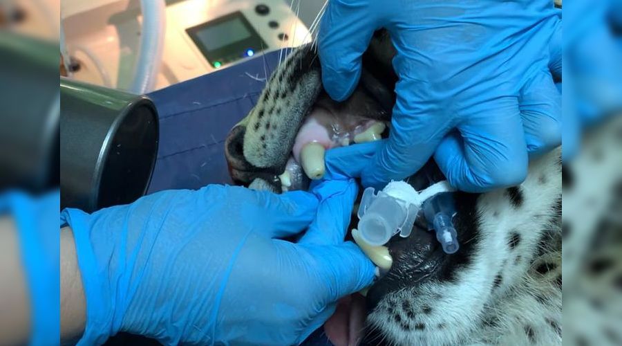  &copy;&nbsp;Фото пресс-службы нацпарка Сочи