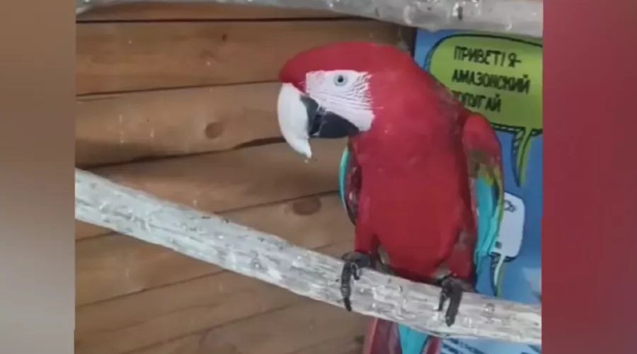  &copy;&nbsp;Скриншот из телеграм-канала https://t.me/OMVD_Anapa_news