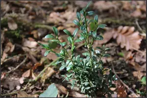  &copy;&nbsp;Скриншот из телеграм-канала Сочинского национального парка https://t.me/npsochi_official/4201?single