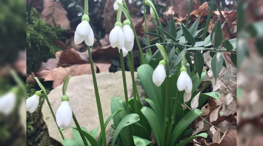 Подснежники &copy;&nbsp;Фото из группы vk.com/this_is_sochi