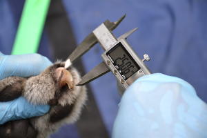  © Фото пресс-службы Сочинского нацпарка