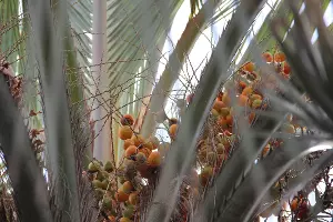 Бутия головчатая, или &laquo;желейная&raquo; пальма &copy;&nbsp;Фото пресс-службы Сочинского нацпарка