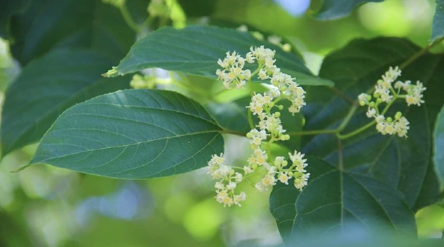  © Фото пресс-службы Сочинского нацпарка