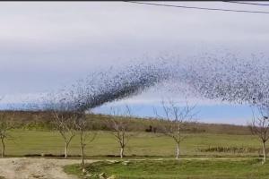  &copy;&nbsp;Скриншот из телеграм-канала &laquo;Новости Краснодара — Город&raquo; https://t.me/krd_gorod_space/1705