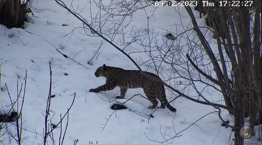  &copy;&nbsp;Скриншот видео из телеграм-канала t.me/leopardcenter