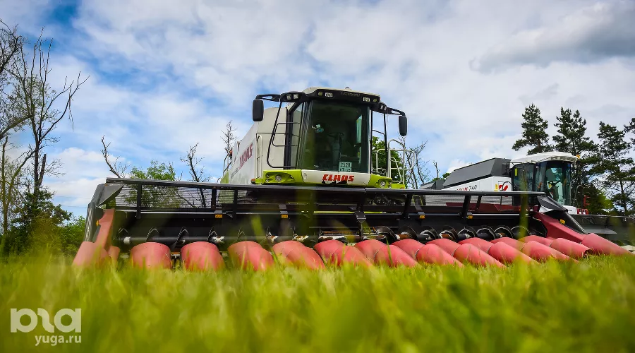  &copy;&nbsp;Фото Елены Синеок, Юга.ру