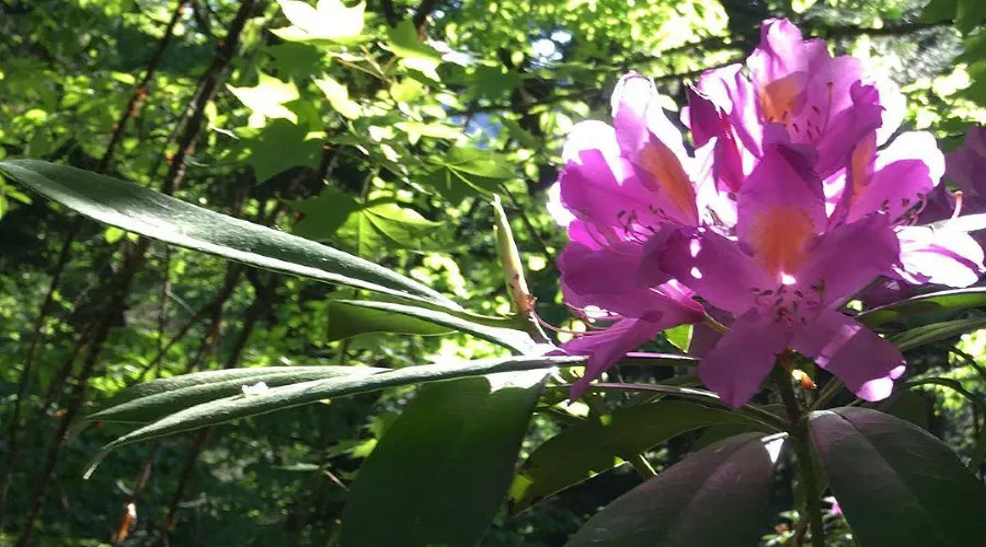 Рододендрон понтийский &copy;&nbsp;Фото пресс-службы Кавказского биосферного заповедника