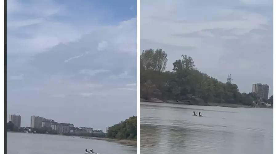  &copy;&nbsp;Скриншот из телеграм-канала &laquo;Горогороды&raquo; https://t.me/GorOgorodi/540