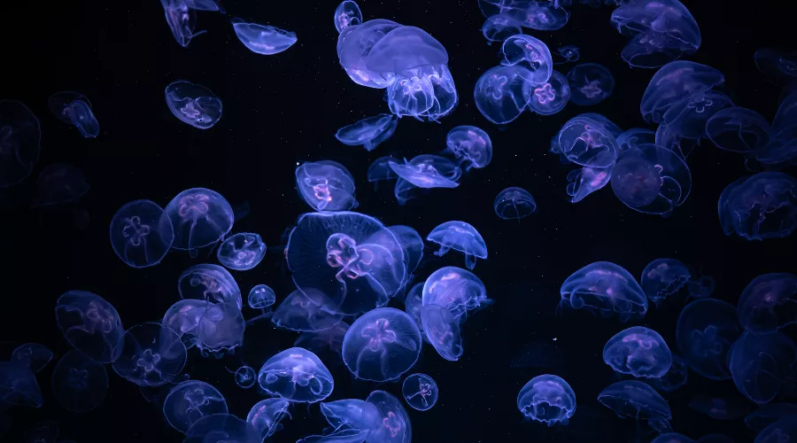  &copy;&nbsp;Фото pvproductions, сайт freepik.com