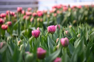 Тюльпаны &copy;&nbsp;Фото Елены Синеок, Юга.ру