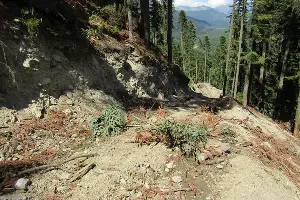 Архызское участковое лесничество &copy;&nbsp;Фото предоставлено пресс-службой WWF