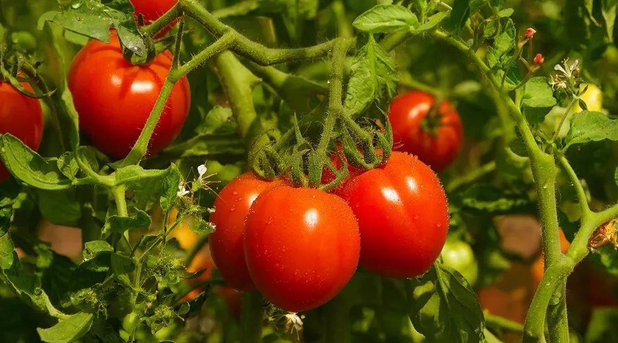 помидоры &copy;&nbsp;Изображение сгенерировано нейросетью Gigachat