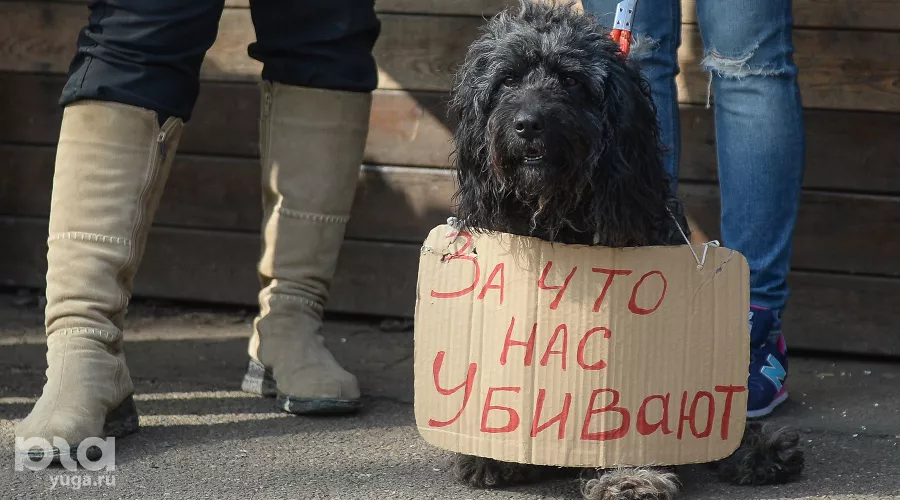  &copy;&nbsp;Фото Юга.ру