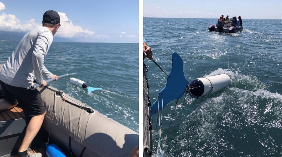 Тренинг по спасению дельфинов © Скриншоты фото с сайта «Друзья океана»