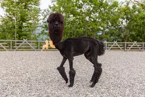  &copy;&nbsp;Фото пресс-службы курорта &laquo;Роза Хутор&raquo;