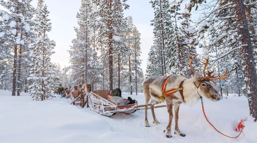 Оленья ферма в Красной Поляне &copy;&nbsp;Фото пресс-службы горно-туристического центра &laquo;Газпром&raquo;