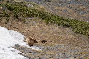  &copy;&nbsp;Фото Юрия Спасовского, пресс-служба Кавказского биосферного заповедника