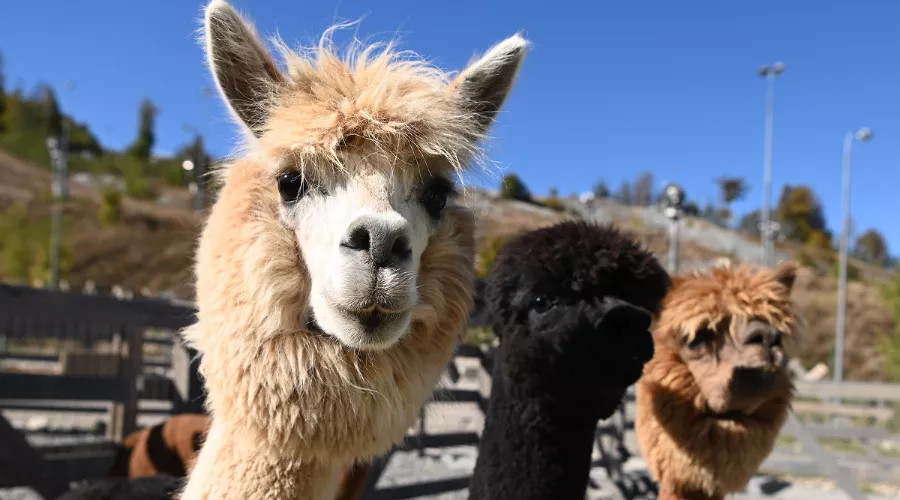 Альпаки в парке «Пача Мама» на «Роза Хутор» &copy;&nbsp;Фото пресс-службы курорта &laquo;Роза Хутор&raquo;