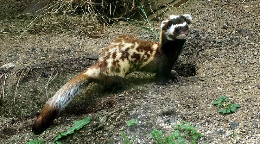  &copy;&nbsp;фото с сайта историческая-самара.рф