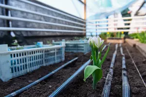 Тюльпаны &copy;&nbsp;Фото Елены Синеок, Юга.ру