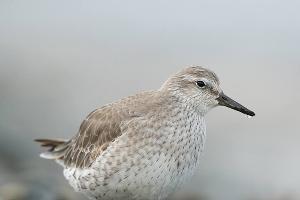  © facebook.com/alexshkolny