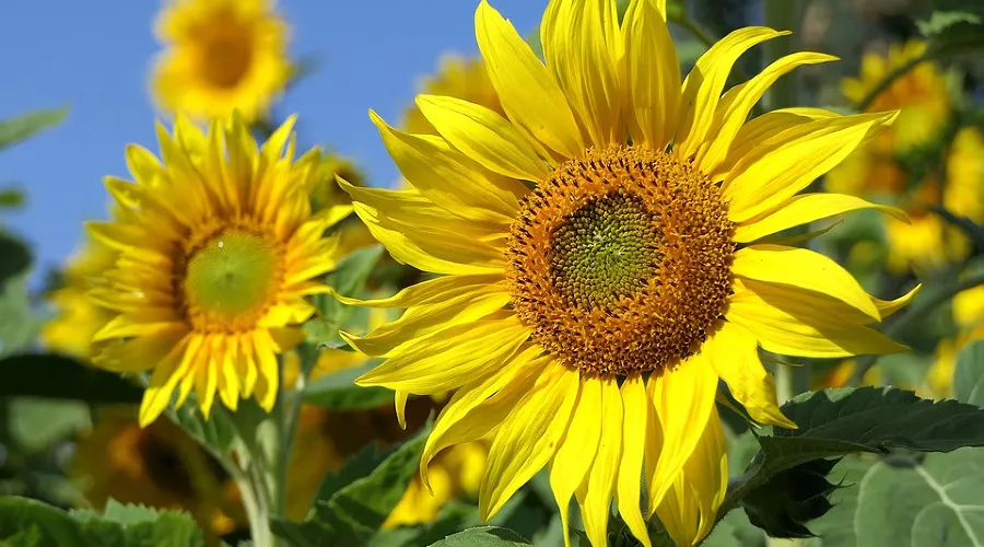  &copy;&nbsp;Фото с сайта pixabay.com