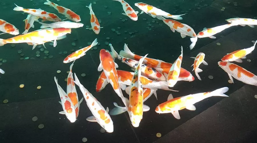 Карпы кои в парке «Краснодар» &copy;&nbsp;Фото Анастасии Щегловой, Юга.ру