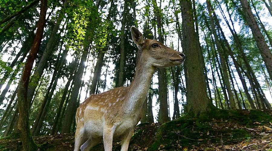  &copy;&nbsp;Фото с сайта pixabay.com