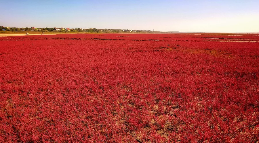 Солерос. Станица Благовещенская  &copy;&nbsp;Фото Вячеслава Ревуна