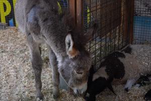  © Скриншот видео с ютуб-канала Ильи Варламова, youtu.be/dkr6Dq-WIBE