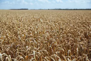  &copy;&nbsp;Фото Амины Ибрагимовой, Юга.ру