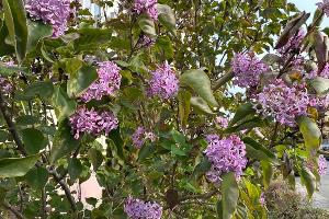 Цветущая сирень в Геленджике, ноябрь 2025 © Фото Татьяны Дроздецкой