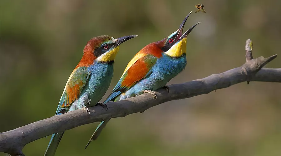 Щурка &copy;&nbsp;Фото с сайта commons.wikimedia.org