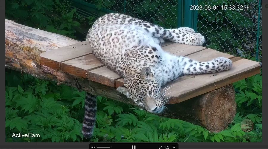  © скриншот видео телеграм-канала Центр восстановления леопарда на Кавказе https://t.me/leopardcenter/200